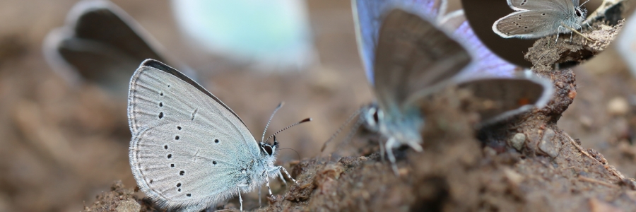 Minik Kupid (Cupido minimus)