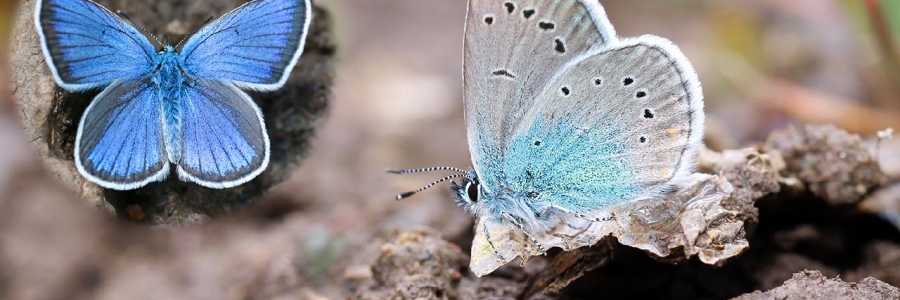 Çokgözlü Rusmavisi (Polyommatus coelestina)