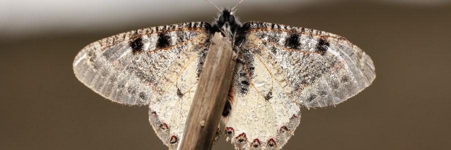 Yalancı Apollo (Archon apollinus)