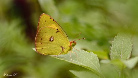 Sarı Azamet (Colias crocea)