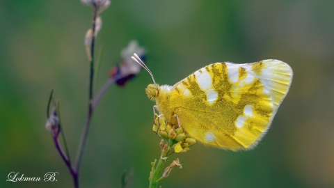 Zegris (Zegris eupheme)