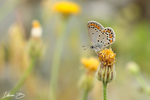 Lycaenidae / Doğulu Esmergöz / / Plebejus carmon